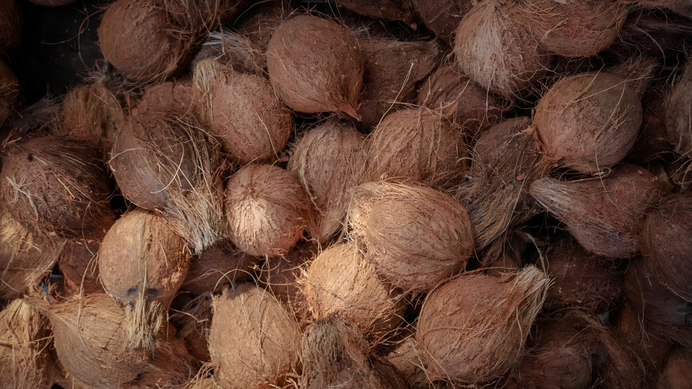 Koteshwar Agri Exports - Coconut