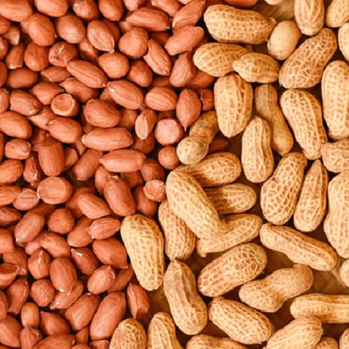 Koteshwar Agri Exports - Oil Seeds - Bold Peanut