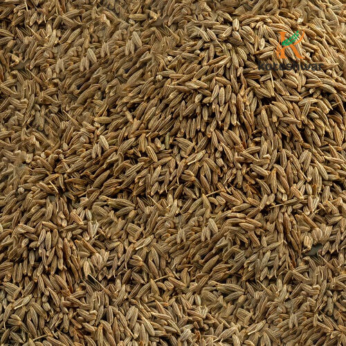 Koteshwar Agri Exports - Spices - Cumin Seed