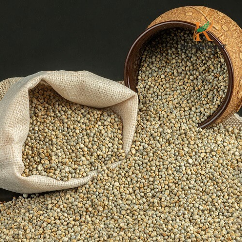 Koteshwar Agri Exports - Animal and Bird Feed - Green Millet