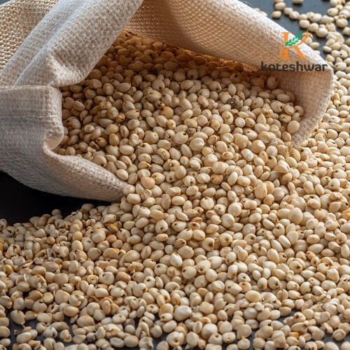 Koteshwar Agri Exports - Sorghum