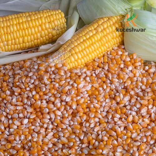 Koteshwar Agri Exports - Animal and Bird Feed - Yellow Corn (Maize)